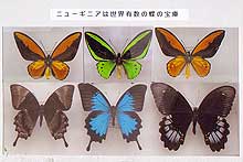 ニューギニア島は世界有数の蝶の宝庫 上段 : トリバネアゲハ / 下段 : オオルリアゲハ 写真提供 : 原 雅幸氏（諏訪市）