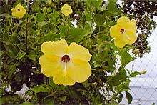 ハイビスカス熱帯地域の代表花（ウエワク半島）
